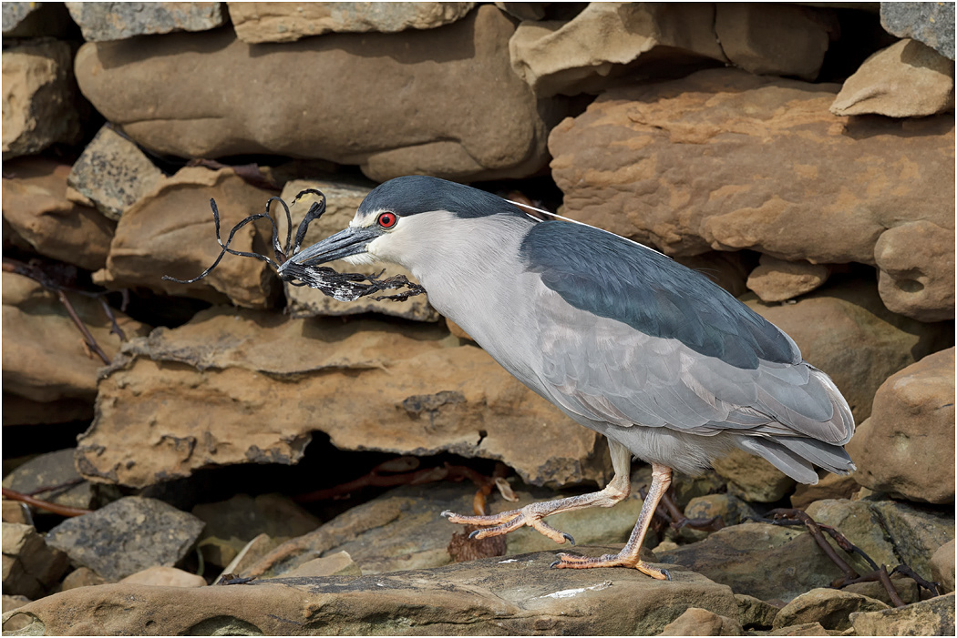 Black-crowned Night Heron returning to nest