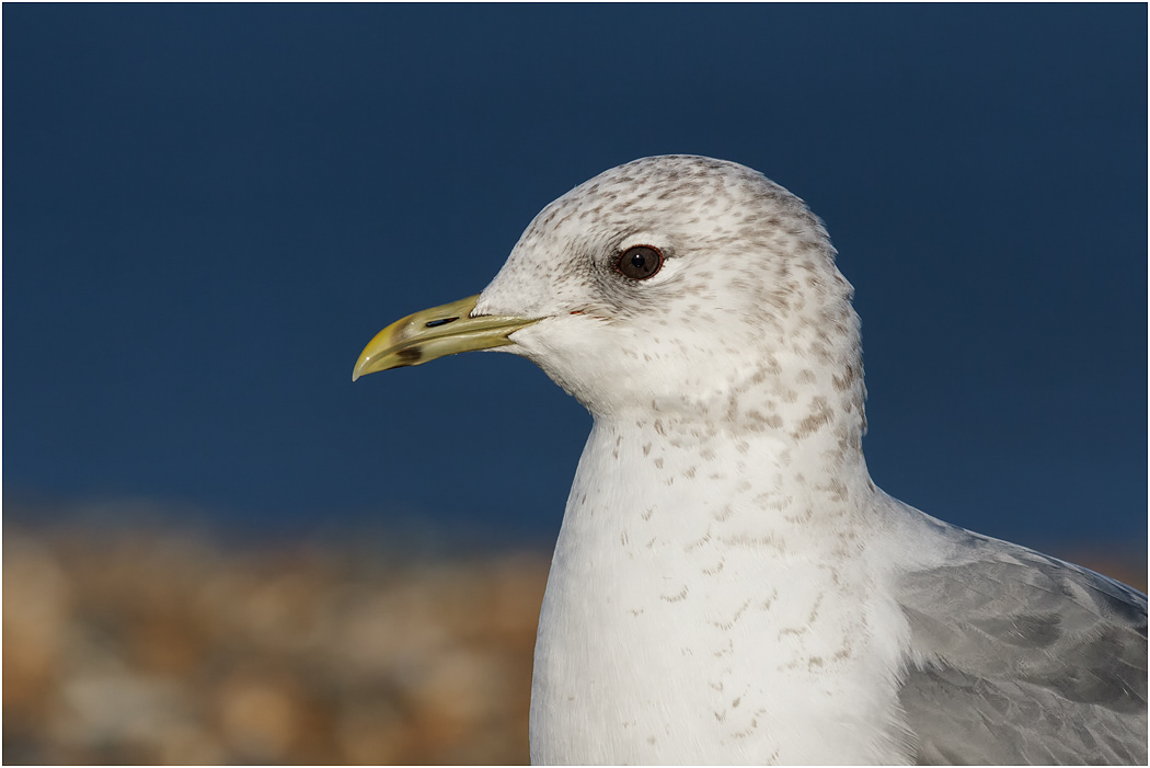 Common Gull portrait - Winter, Norfolk