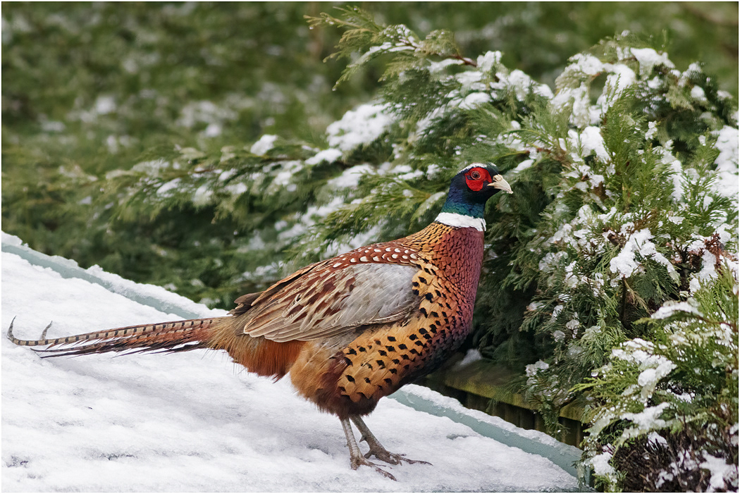 Cock Pheasant in snow