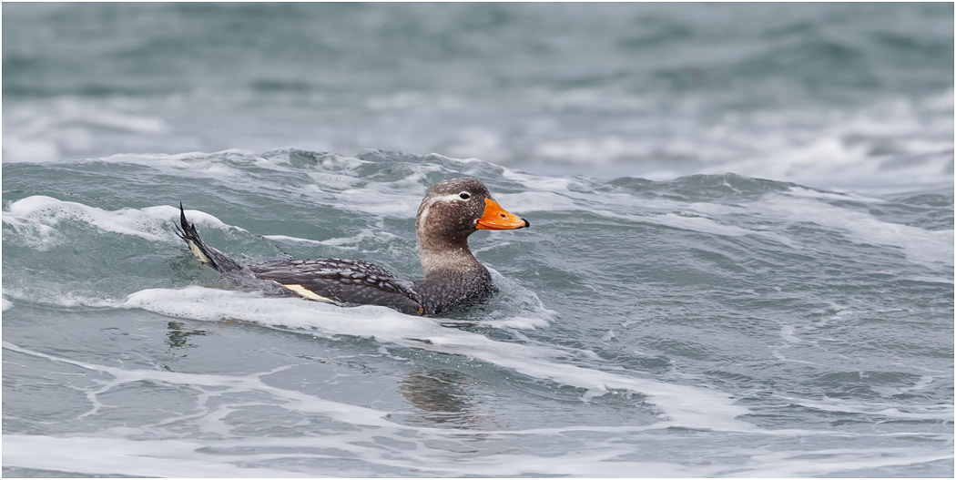 Falklands Steamer Duck