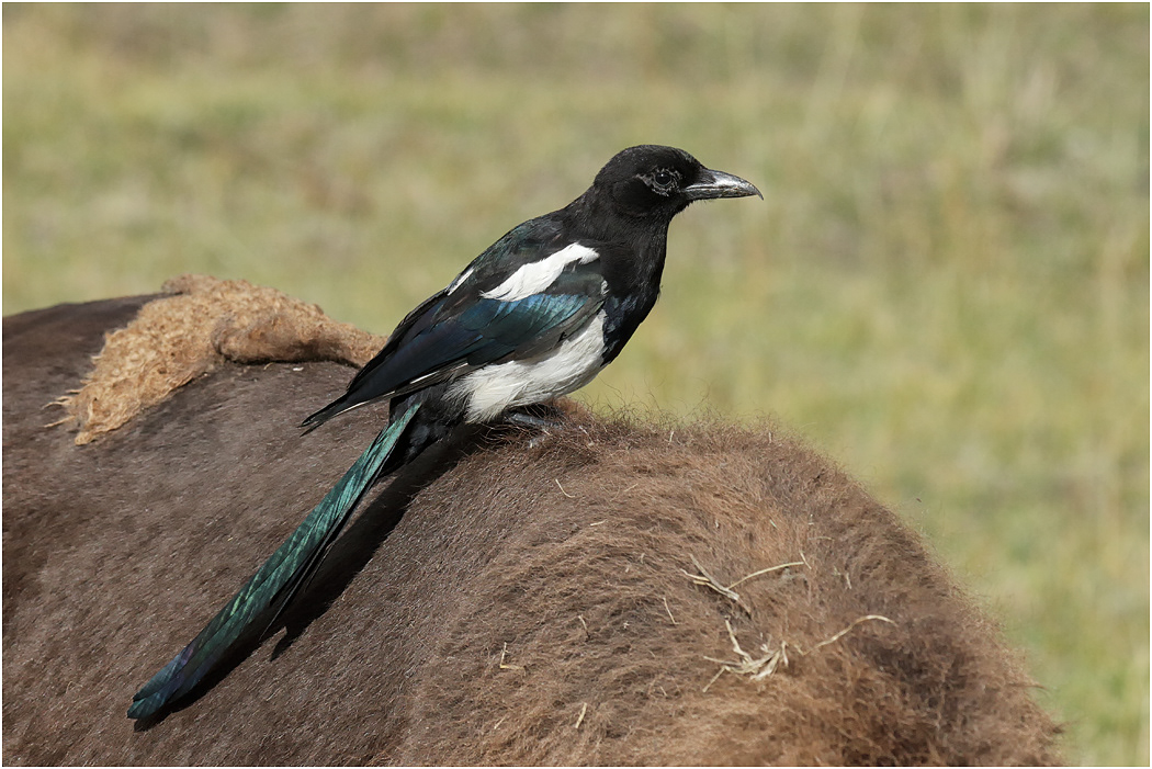Black-billed Magpie on Bison, Yellowstone NP, USA