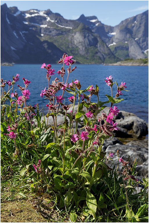 Red Campion, Norway