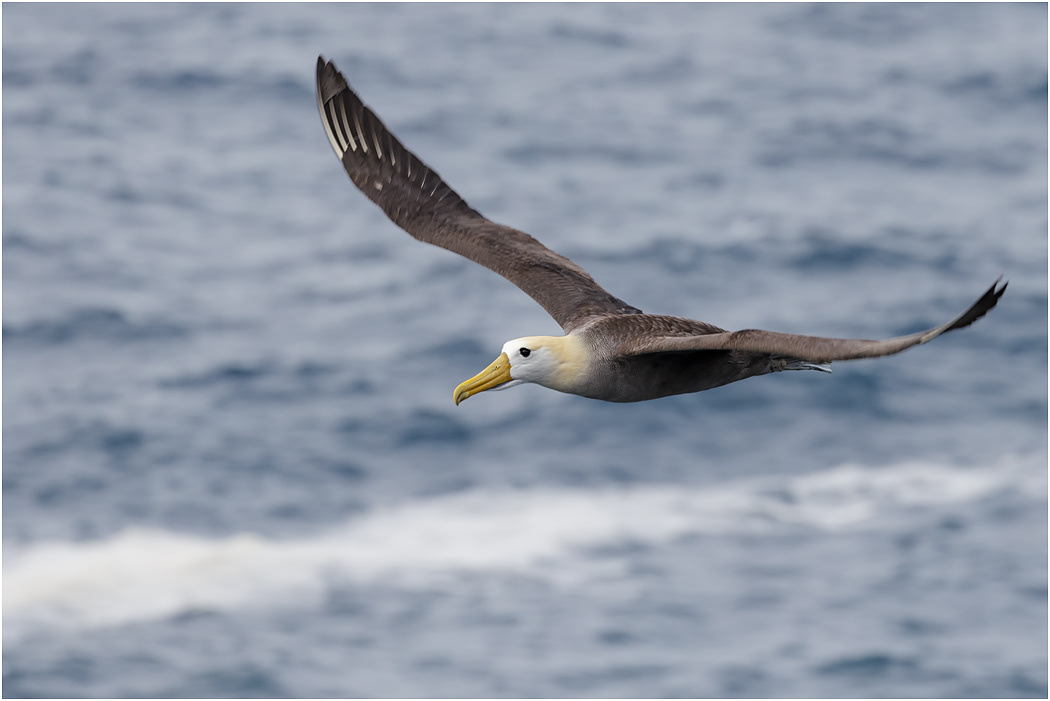 Waved Albatross in flight, Española, Galapagos Islands
