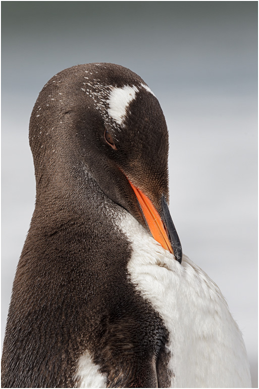 Gentoo Penguin Preening