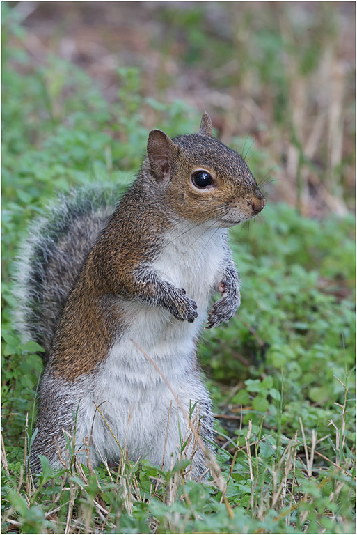Eastern Grey Squirrel, Florida, USA