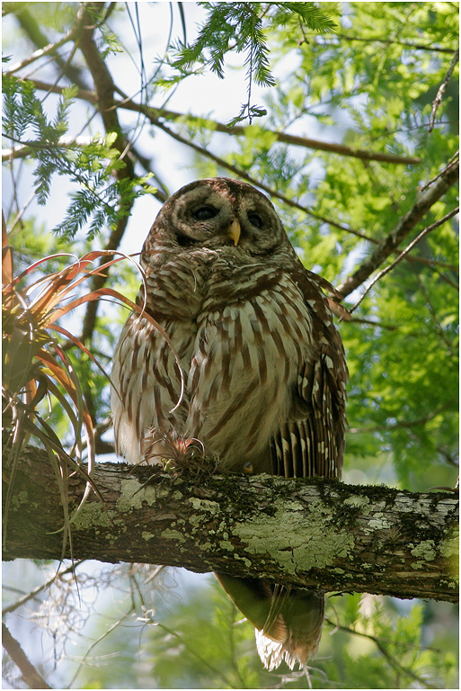 Barred Owl, Florida, USA