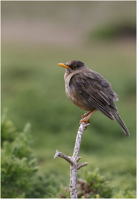 Austral or Falklands Thrush