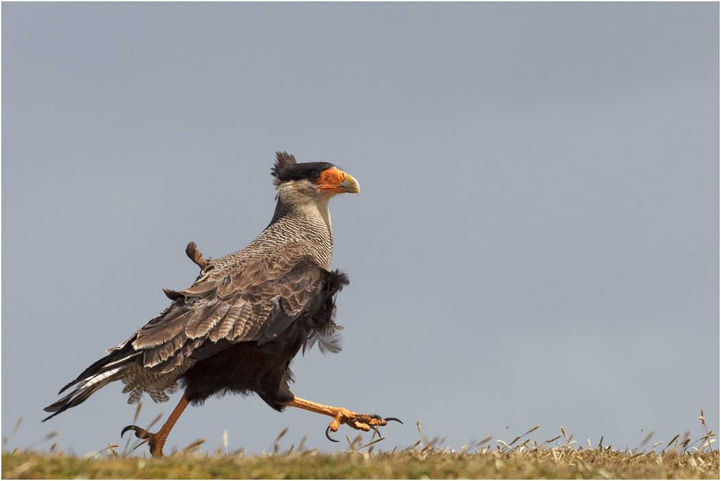 Crested Caracara running