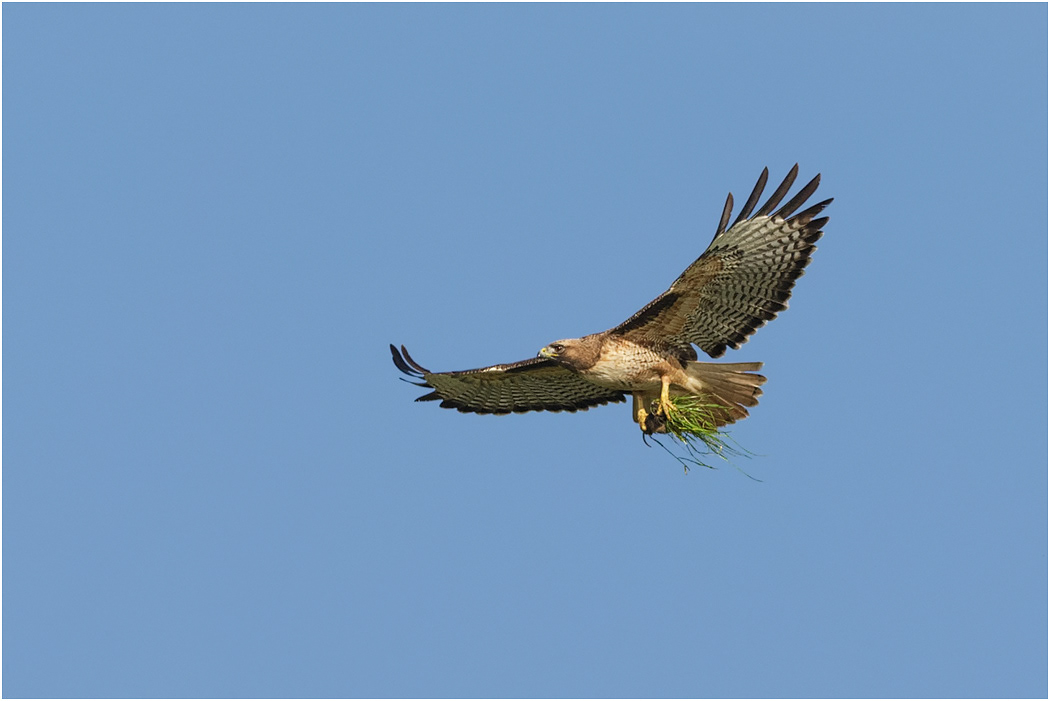 Red-tailed Hawk, California, USA
