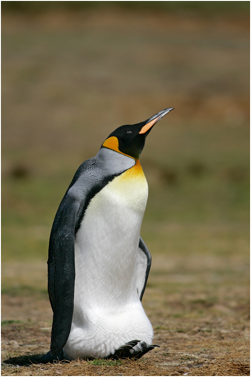 King Penguin incubating an egg