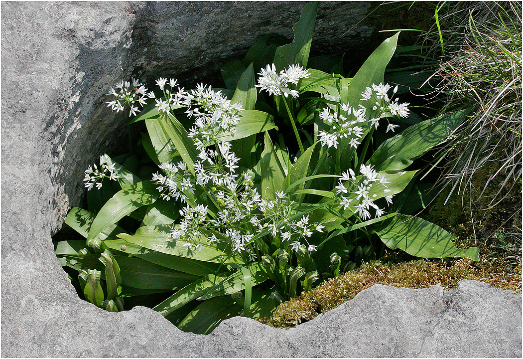 Ramsons
