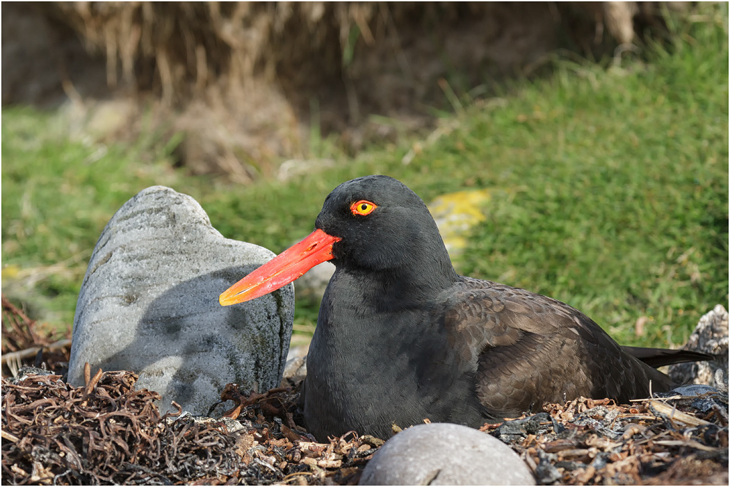 Blackish Oystercatcher at nest