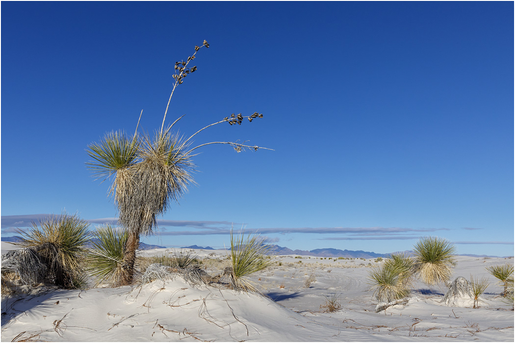 Soaptree Yucca in winter, White Sands, NM.jpg