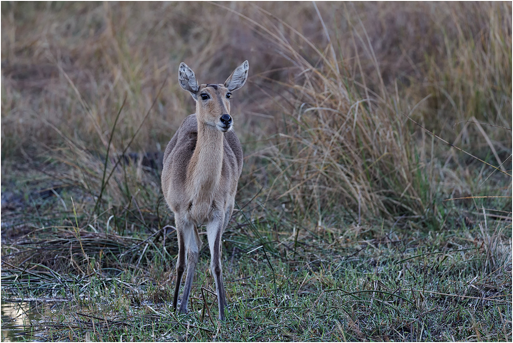 Reedbuck - Botswana