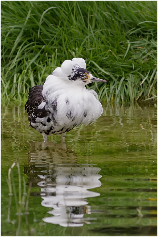 Ruff, male, Norfolk