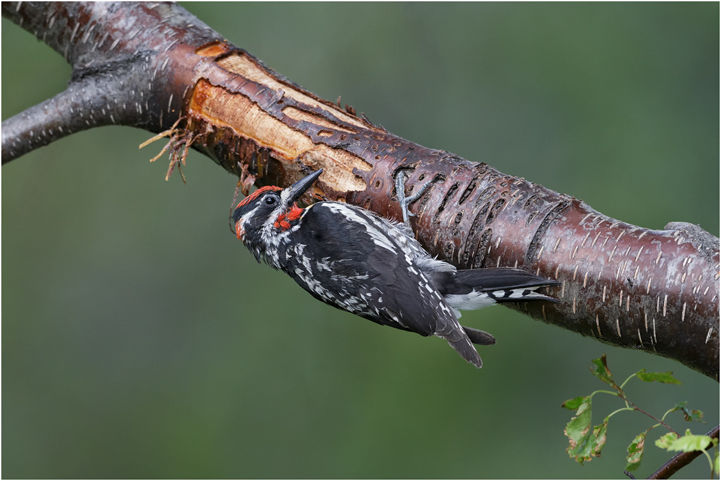 Red-naped Sapsucker, BC, Canada