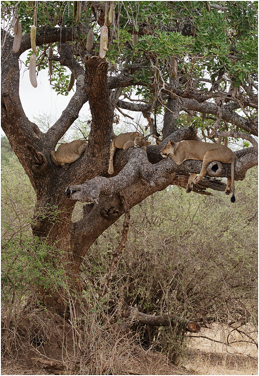 Lions resting in a Sausage Tree - Tarangire, Tanzania