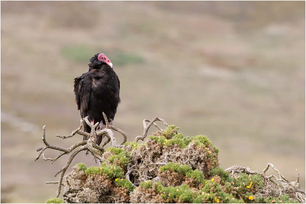 Turkey Vulture