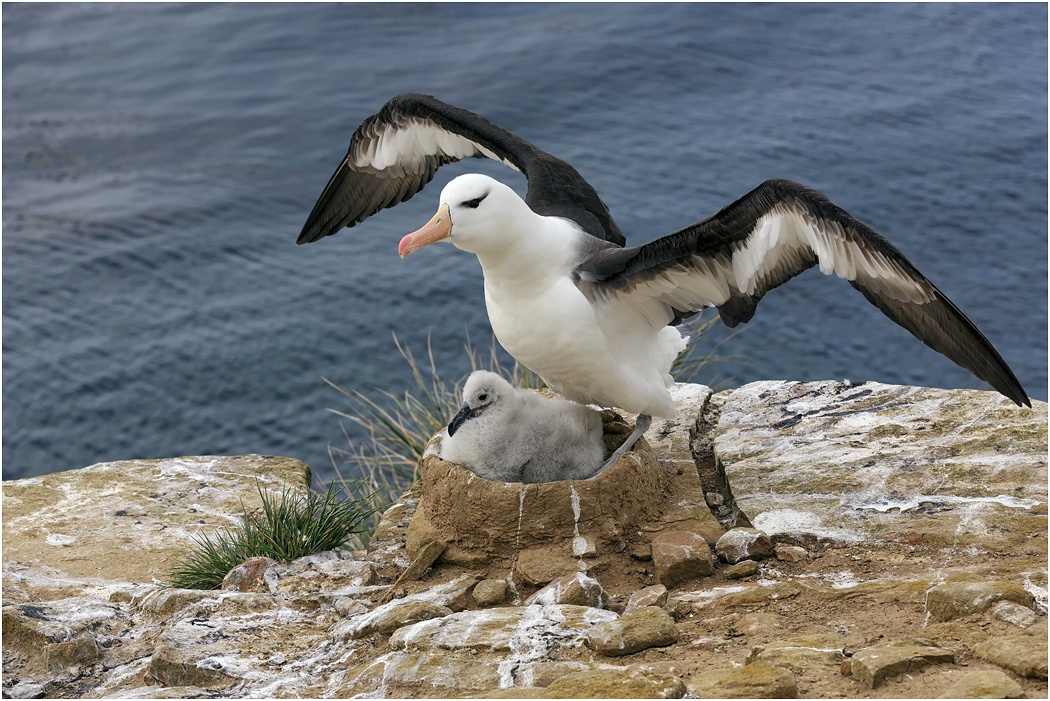 Black-browed Albatross & chick