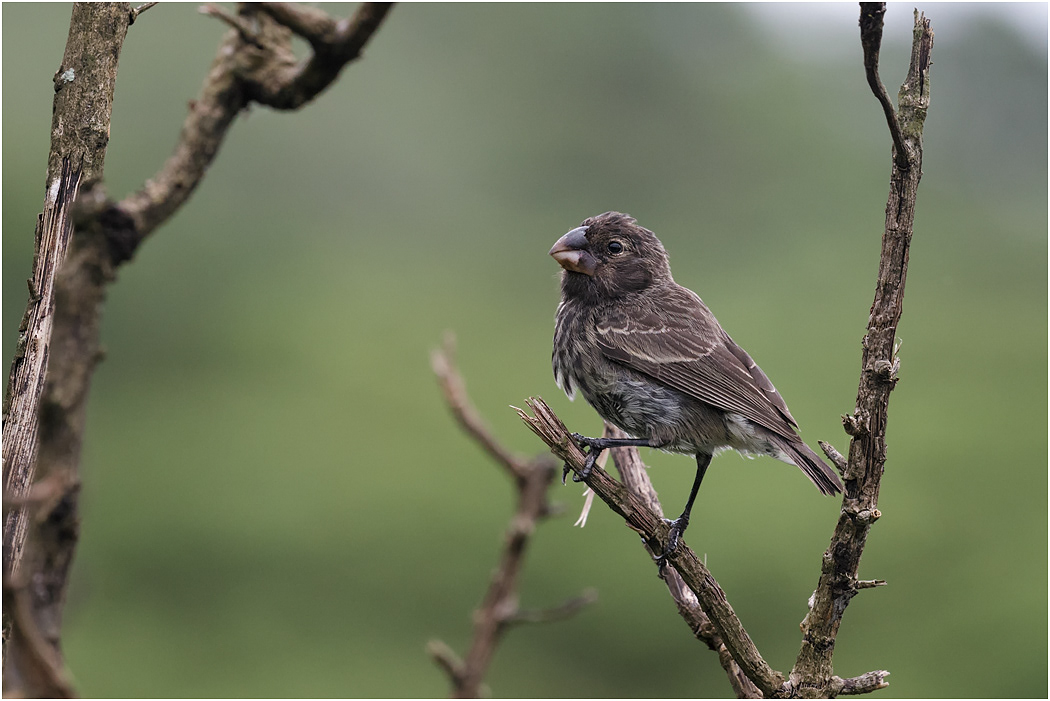 Large Ground Finch - female, Galapagos Islands