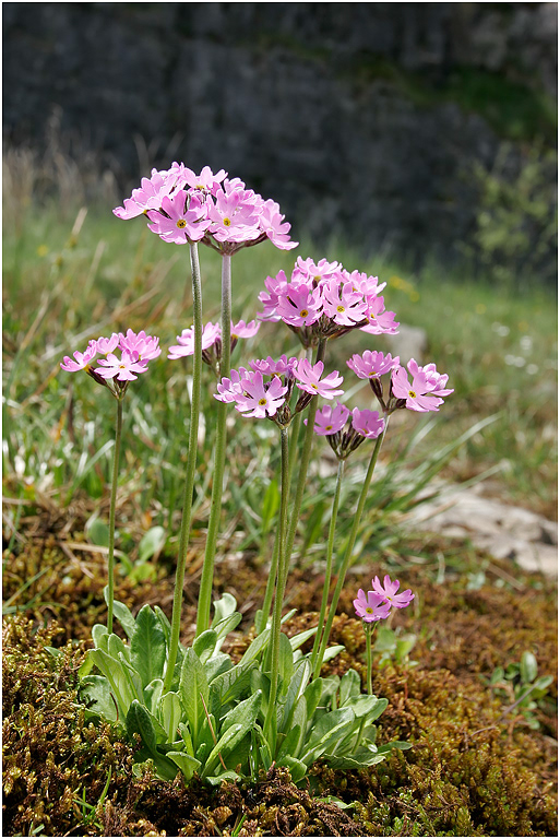 Bird's Eye Primrose
