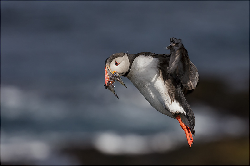 Puffin about to land - Iceland