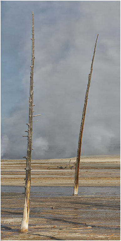 Skeletal Trees, Lower Geyser Basin, Yellowstone