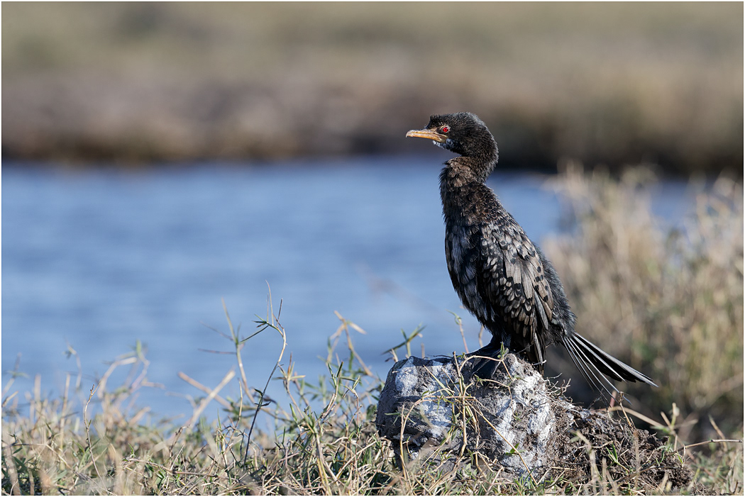 Reed Cormorant -  Chobe River, Botswana