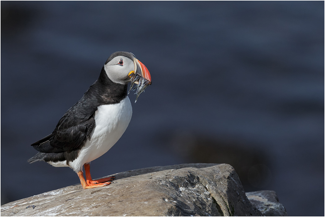 Puffin with sandeels - Iceland