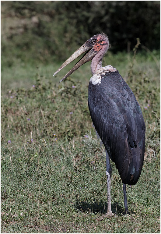 Marabou Stork - Serengeti, Tanzania