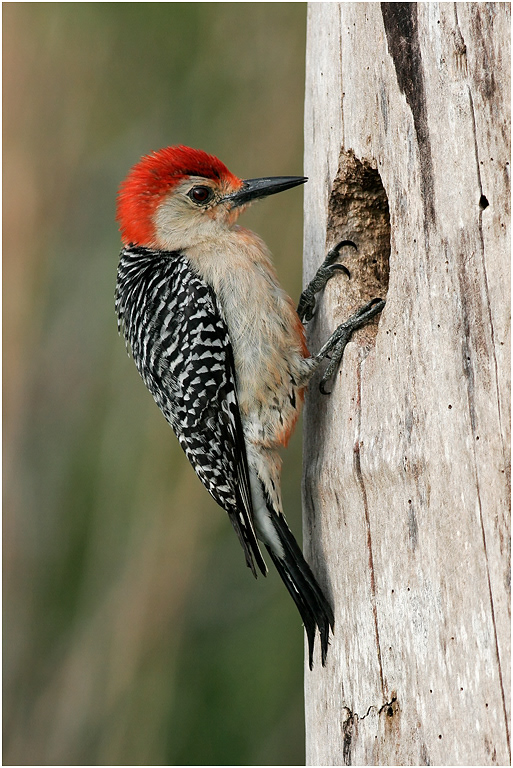 Red-bellied Woodpecker (male),  Florida, USA