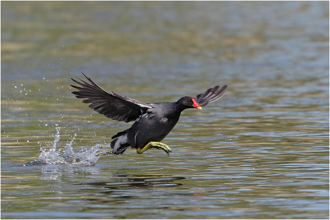 Moorhen running on water