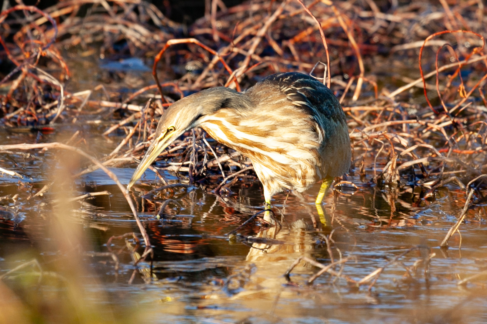 American Bittern