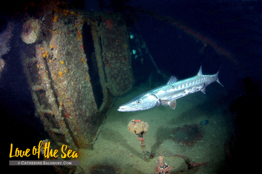 The Fearless shipwreck, British Virgin Islands by Cathy Salisbury