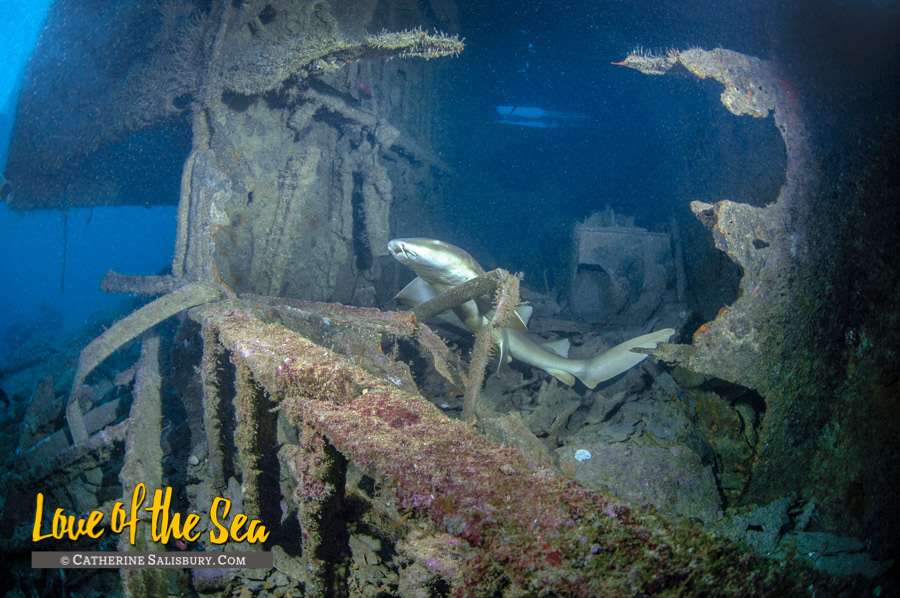 King Mitch shipwreck, Grenada by Cathy Salisbury