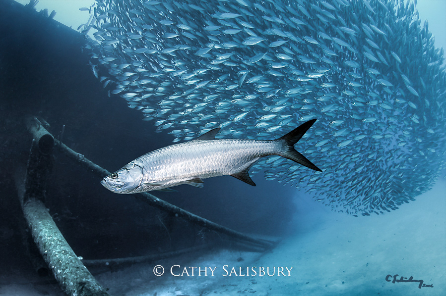 The Hilma Hooker, Bonaire by Cathy Salisbury