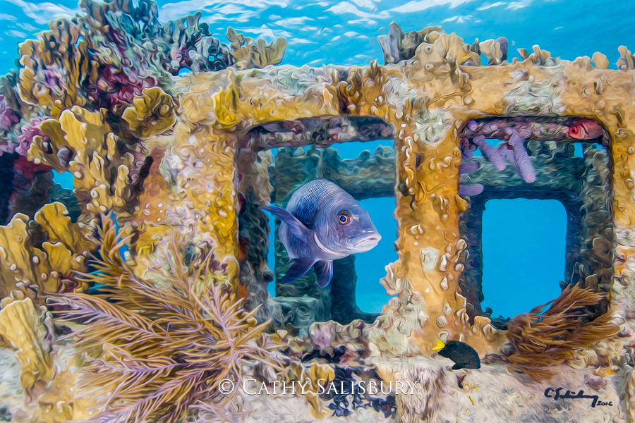 In the shallows of the Water Barge, Bonaire by Cathy Salisbury