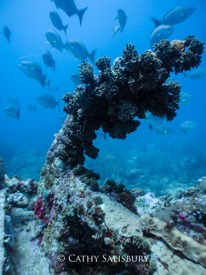 Spelonk Wrecks, Bonaire by Cathy Salisbury