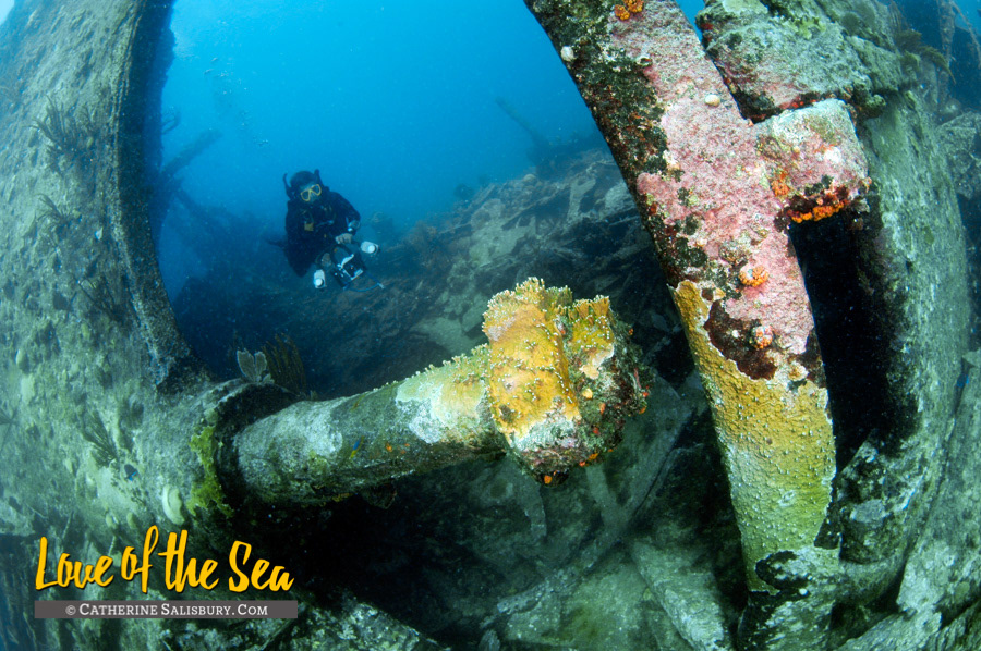 The Rocus aka The Bone Wreck, Anegada, British Virgin Islands by Cathy Salisbury