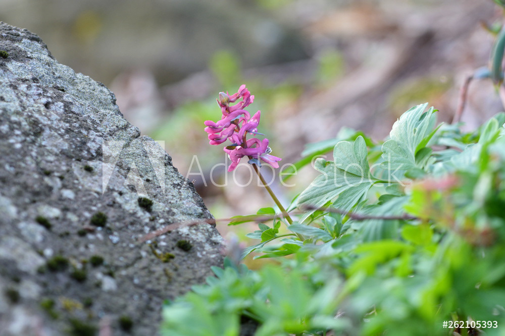 Lerchensporn blüht im Wald auf dem Schönbrunner Berg