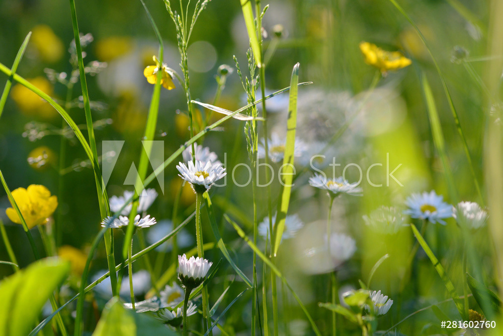 Fröhliche Wiese mit Gänseblümchen