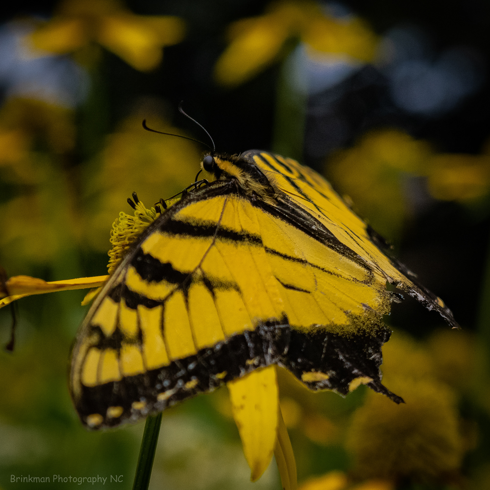 Butterfly at LeConte