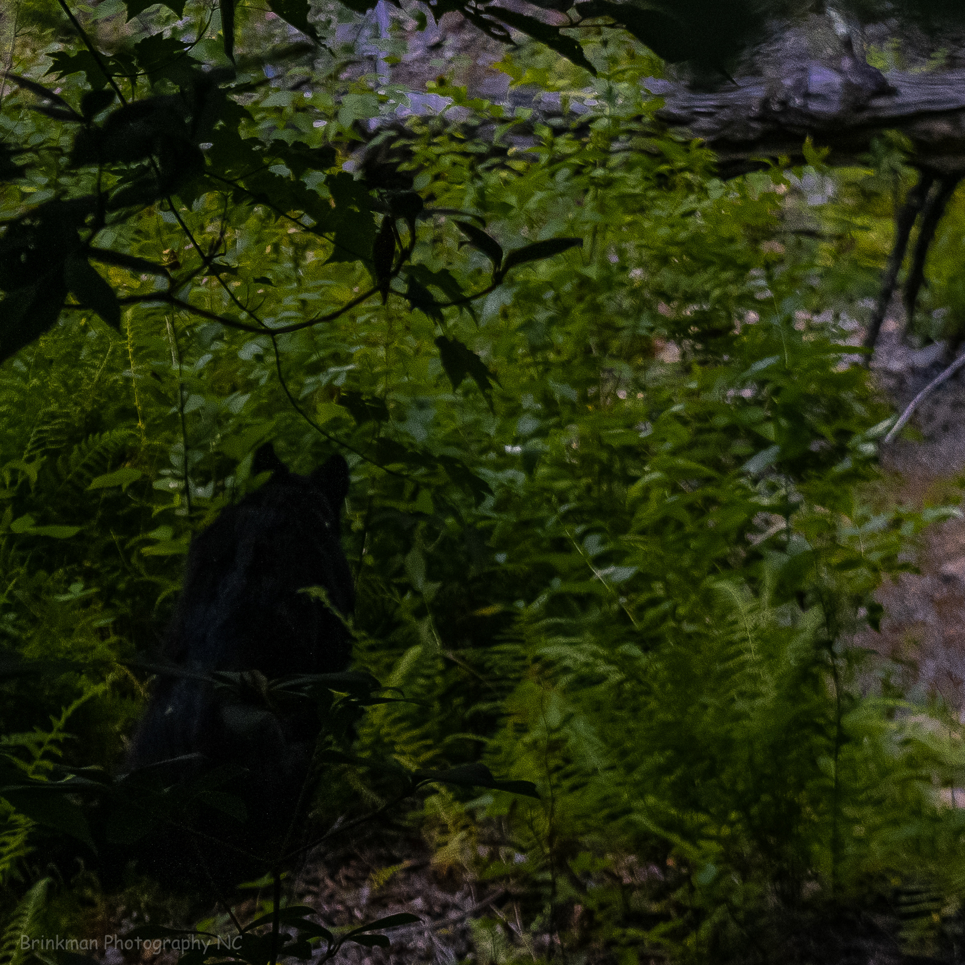 Bear 2