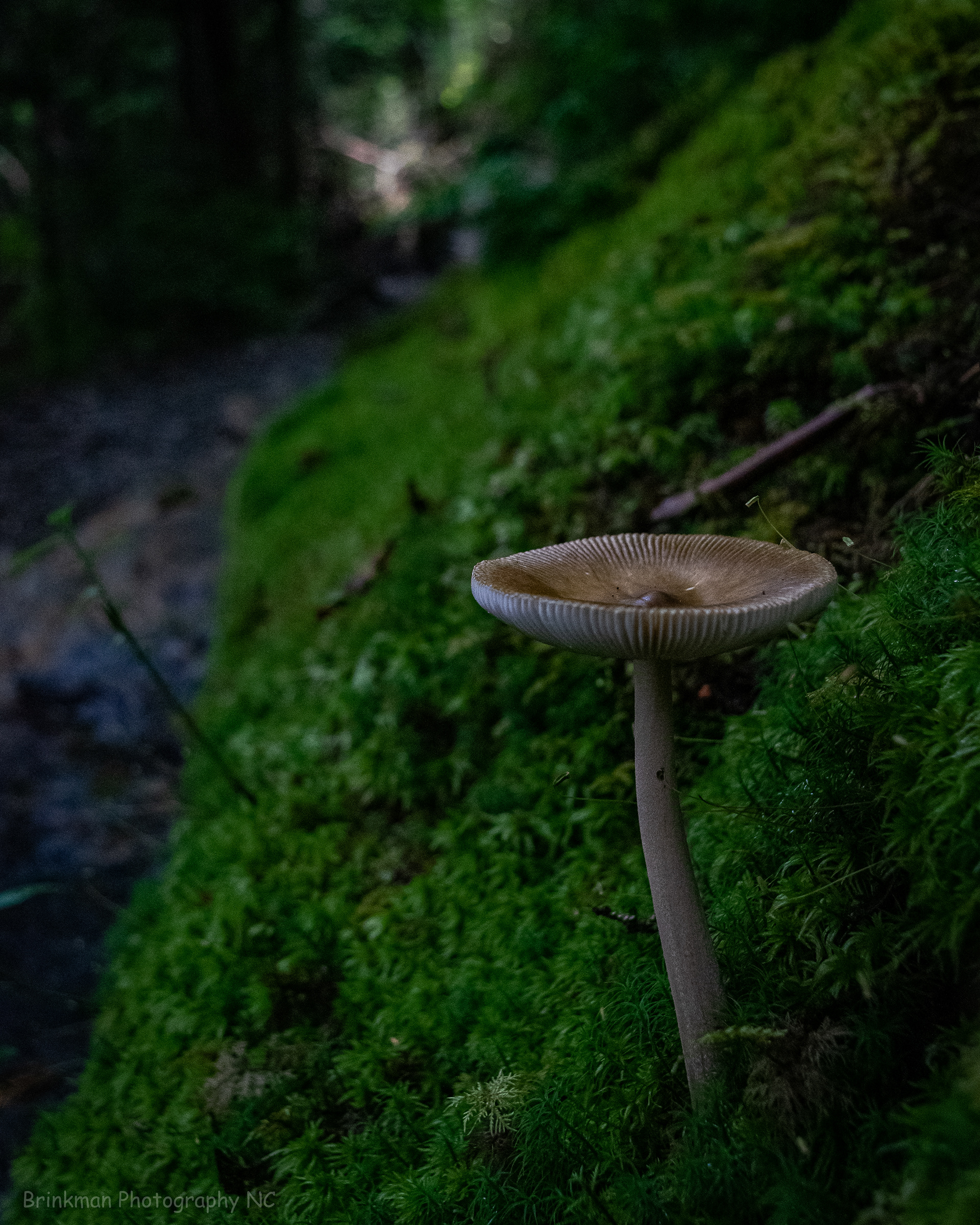 A fungi on the Trail to LeConte