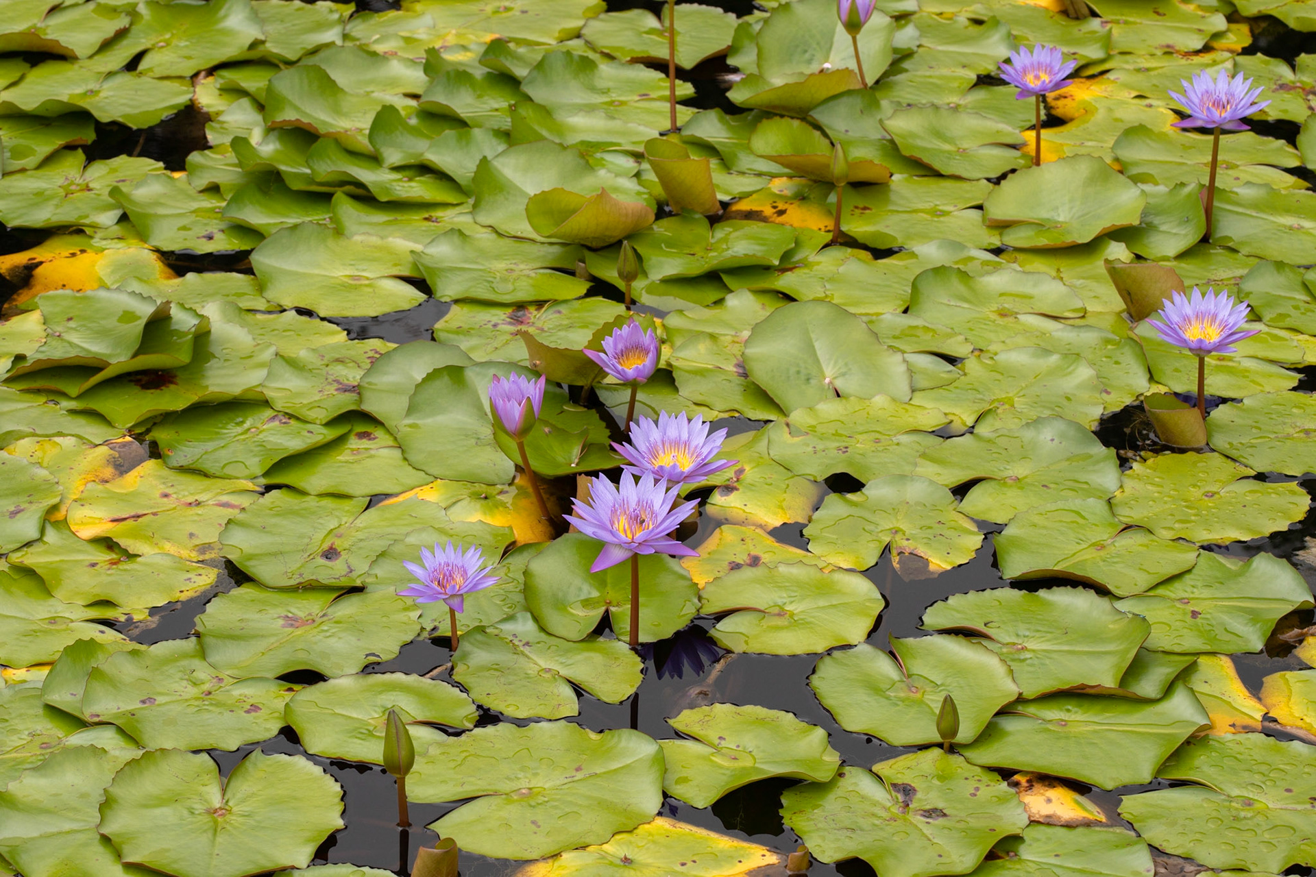 Flores de Lótus em seu habitat e em meio a outras espécies.