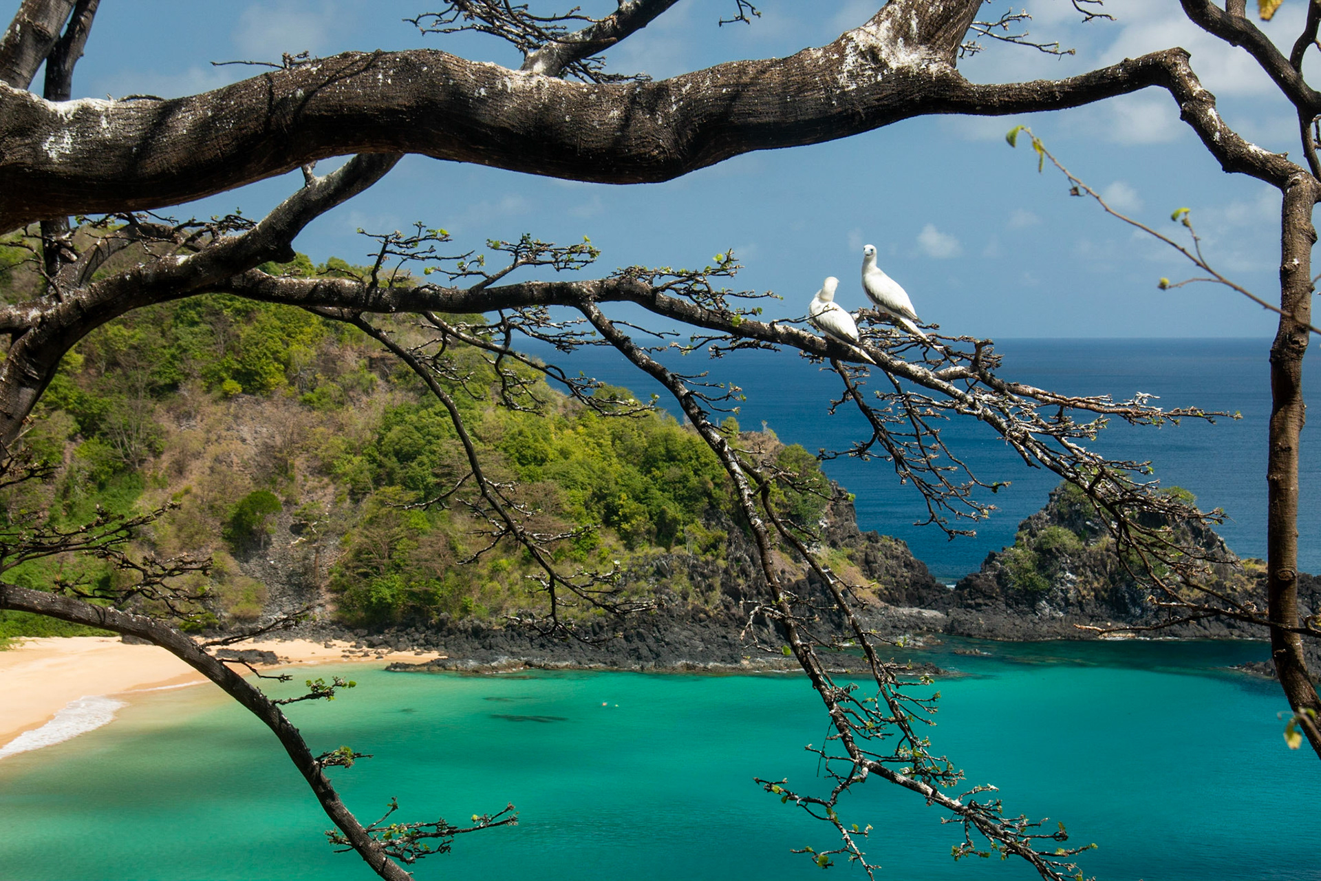 Um casal de Atobás-de-pé-vermelho em Fernando de Noronha