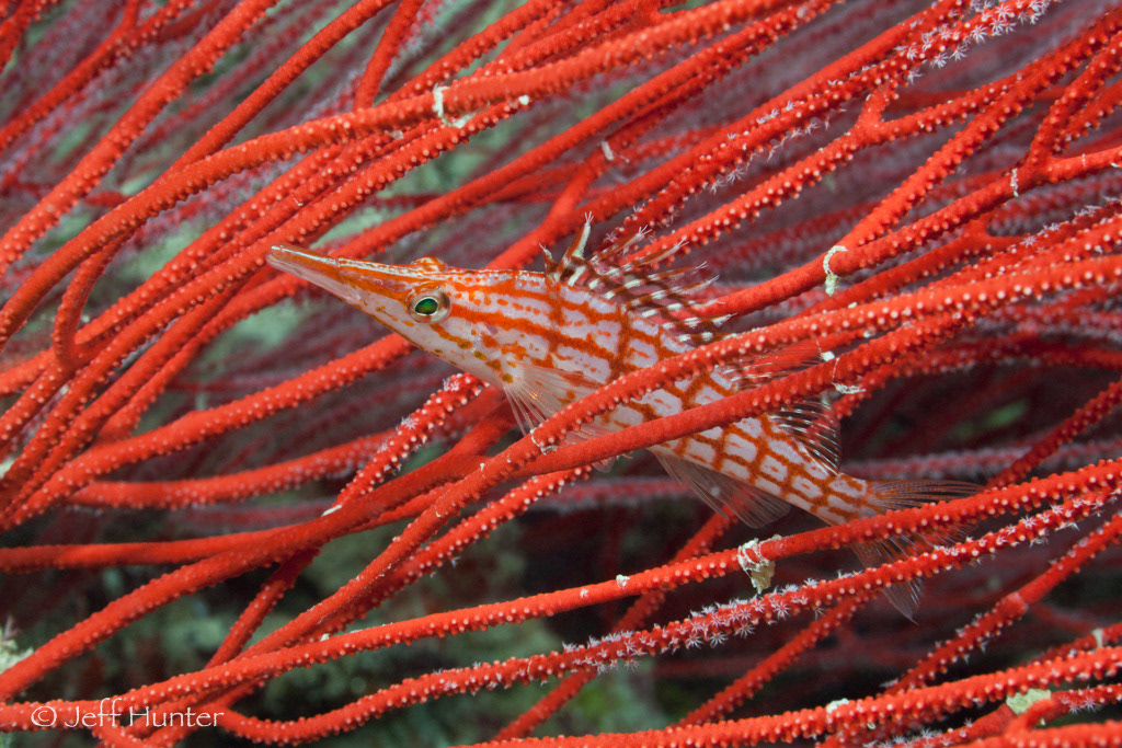 colorful tropical fish hiding within a red sea fan