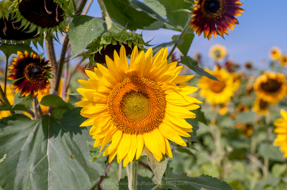 Photography of Buffalo, NY sunflowers of sanborn