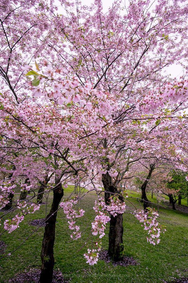 Photography of Buffalo, NY - cherry blossoms at delaware park