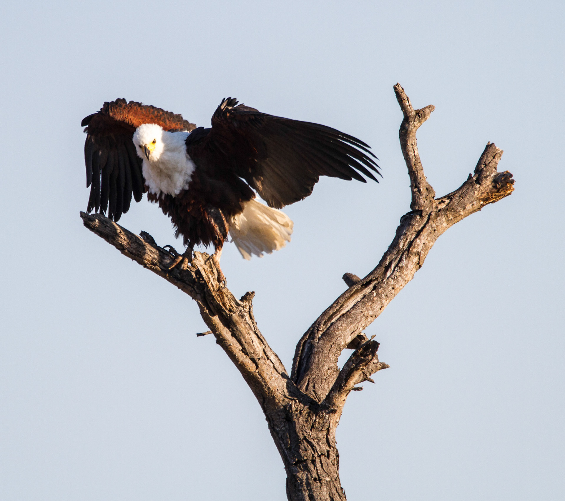 African Fish Eagle
